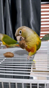 ลูกหูกวางสดตากแห้งธรรมชาติ พร้อมอบฆ่าเชื้อ อาหารนกและกระรอกสัตว์ฟันแทะ มีประโยชน์