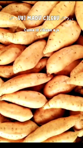 Diet sehat termurah ubi madu Cilembu asli dari Cilembu Sumedang manis legit tanpa pengawet 1kg