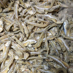 ikan teri (Asin)