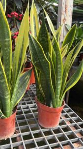 #ลิ้นมังกรโกลเด้นเฟรม #Golden frame 🪴 พันธ์สวยหาย เลี้ยงแดดร่ำไร-แดดจัด น้ำวันเว้นวันเลี้ยงในบ้านน้ำอาทิตย์ละ1ครึ่ง ยกวางที่แสงแดดร่ำไรอาทิตย์ละ1ครั้ง