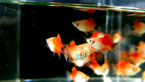 3 PCS Mickey Mouse Platy / Platy Fish/ Live Fish/ 满鱼
