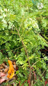 ต้นมะขามหวานประกายทอง ขยายพันธุ์โดยการทาบกิ่ง