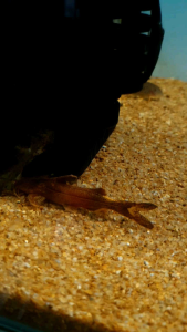 Sisorid Catfish/Kenerak Palsu/Ornamental fish/Freshwater/Readystock