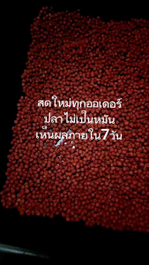อาหารปลาหมอสี T4 สูตรเร่งแดง เห็นผลภายใน7วัน