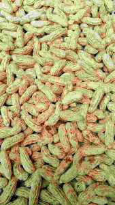 termurah stok terbatas Kacang tanah mentah fresh kacang tanah basah bahan untuk kacang rebus 1kg