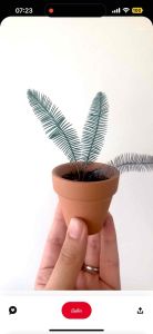 ปรงไดอูน ปรงดิอูน Dioon Edule** ราคา 250 บาท พร้อมส่ง⭐️