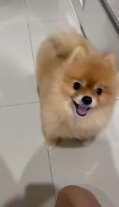 เซรั่มปอมมี่บำรุงขนปอม ขนช็อต ผิวดำ ให้ใช้ปอมมี่ POME เซรั่มปอมมี่ขนาด 100 ml 1 ขวด