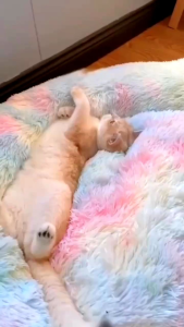 KASUR KUCING DAN KASUR ANJING super