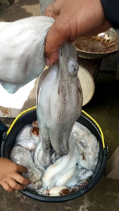 umpan gurita/Alat pancing gurita tergacor