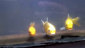 koi kuning mas tanpa sisik /doit  size 7-10cm isi  10 ekor