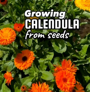 (KEMASAN PREMIUM) BIJI | BENIH BUNGA CALENDULA FLOWER (isi -+150 Butir)