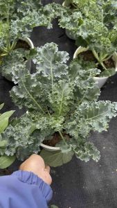 Chậu cây cải kale cải xoăn giàu dinh dưỡng trồng lâu năm dễ chăm sóc