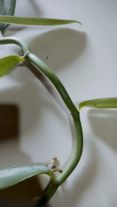 PAKET PROMO!!! BIBIT VANILI FLANIFOLIA SUPER BERKUALITAS