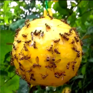 lem bola serangga lem bola gantung