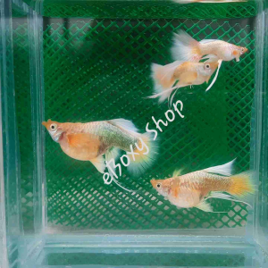Short body 24K Gold Ribbon Guppy