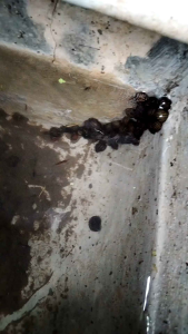 Keong hias aquascape 10 ekor - keong pembersih aquarium - keong pembersih kaca - hiasan aquarium