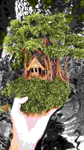 Bonsai rumah pohon Aquascape