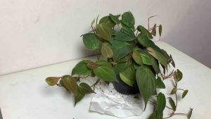 4 นิ้ว ต้นพลูสนิม ราคาที่ถูกต้อง! พลูสนิม, พลูสนิม ต้นพลูด่าง, พลูด่าง, พลูใบสนิม, พลูประดับ และขนาดที่น่ารัก