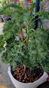 เมล็ดพันธ์ผักแคล(kale) เคลใบหยิก เคลใดโนขายแพ็คคู่นะคะ