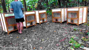 kandang merpati lipat ukuran 60x60x80 ruji fiber 4mili