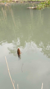 Soft Frog Katak Lembut Kodok Kodokan Pancing Casting Ikan Gabus Umpan Tiruan Paling Jitu ASTA Lure