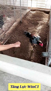 tăng lực win c1 10ml tăng bo tải cựalì đòn