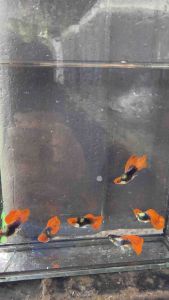 guppy platinum koi(grade biasa)