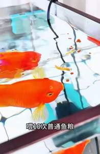 BESSN Dried Antarctic Krill (Dried shrimp)Fish Food Suitable for Silver Arowana Blood ParrotOscarturtle