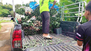 #หน่อสับปะรดหวาน ห้วยมุ่นแท้ 50หน่อแถมฟรี10หน่อ