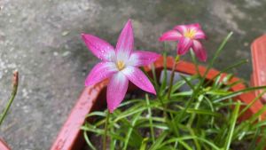 007.หัวดอกบัวดิน Nutty19 หัวละ 15 บาท