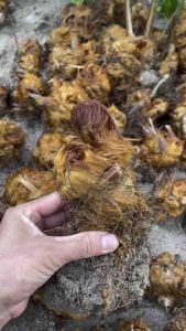 Dương xỉ culi trồng kiểng (đã dâm ủ)