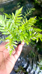 Tanaman Aquascape Pakis Air & Media Wabikusa