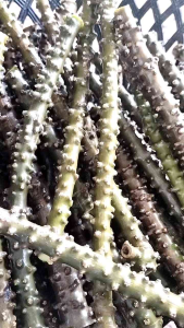 บอระเพ็ดตัดสดๆๆขนาด500กรัมสมุนไพร