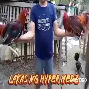 Hyper Medz Super Vitamina For Fighting Chicken Gamefowl B12 5500MCG