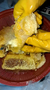 madu asli 100% tanpa campuran