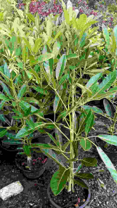 เหลืองปรีดียาธร กระถาง 11 นิ้ว ต้นสวยและแข็งแรง (กทม)