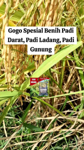 BENIH PADI UNGGUL GOGO/HUMA  100%ORIGINAL KEMASAN 5 KG