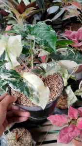 Syngonium White Variegated -  - Pokok Syngonium Variegated Putih - सिंगोनियम व्हाइट वैरिगेटेड पौधा Syngonium White Variegated – Elegant Arrowhead Leaves Creamy White Foliage Pattern Fast-Growing Indoor Climber LIVE TROPICAL PLANT