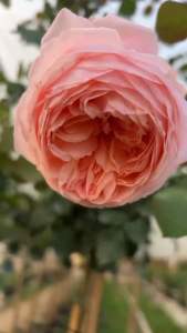 กุหลาบ-ทรีโรสคอนฟิชัวร์ Tree Rose Confiture