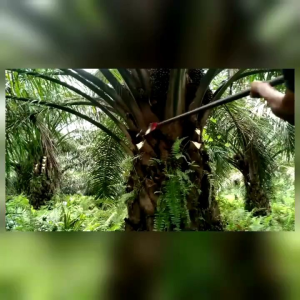 DODOS SAWIT SAZA WHITLEES SUPER TAJAM DODOS UNTUK BERKEBUN SAWIT