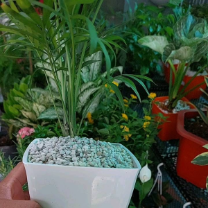 Cây cao tiểu trâm có chậu