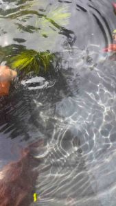 สาหร่ายพุงชะโด(แบบกระถาง)