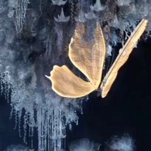 Dekorasi Lampu Kupu Gantung: Ide & Tips