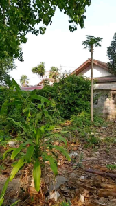 ลูกค้า สำหรับผู้หญิง 5 สี เสื้อเชิ้ตแขนสั้น ช่อง D เสื้อฮาวาย ช่อง E เสื้อสงกรานต์ ช่อง F เสื้อเชิ้ตแขนสั้น