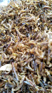 belalang goreng kecil kemasan 1kg