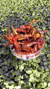 BELALANG BESAR goreng kriuk 100 gram