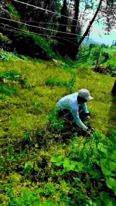 Akat Tradisional Pertanian>Arit Sabit Pengaritan Bahan Vaja Pull Sepuh
