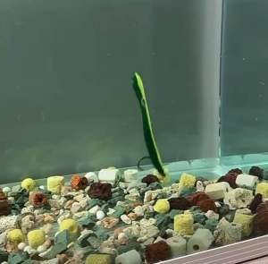 Umpan Pancing Bahan Karet Silicon 7cm/2gr dan 10cm/6gr Soft Bait Bionic Loach (1Pack isi 5Pcs)