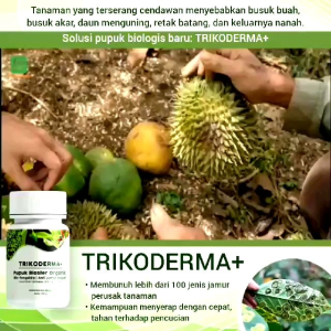TRIMODERMA +  LAYU FUSARIUM  BUSUK DAUN & AKAR   AKAR GADA & PATEK