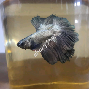 Copper Halfmoon Betta